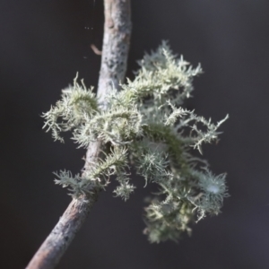 Usnea sp. (genus) at Nanima, NSW - suppressed