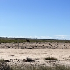 Dromaius novaehollandiae (Emu) at Talawanta, NSW - 2 May 2022 by SimoneC