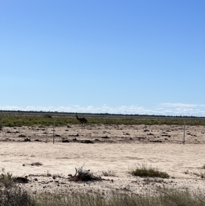 Dromaius novaehollandiae (Emu) at Talawanta, NSW - 2 May 2022 by SimoneC