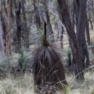 Xanthorrhoea glauca subsp. angustifolia at Nanima, NSW - 1 May 2022