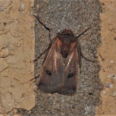 Proteuxoa (genus) (A Noctuid moth) at Wanniassa, ACT - 2 May 2022 by JohnBundock