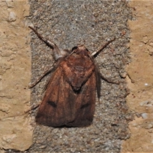 Proteuxoa (genus) at Wanniassa, ACT - 2 May 2022 09:04 PM