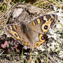 Junonia villida (Meadow Argus) at Nanima, NSW - 1 May 2022 by AlisonMilton