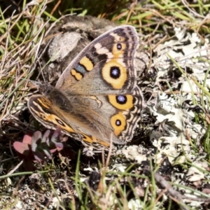 Junonia villida at Nanima, NSW - suppressed