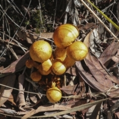 Unidentified Cap on a stem; gills below cap [mushrooms or mushroom-like] by AlisonMilton