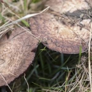 Agaricus sp. at Nanima, NSW - suppressed