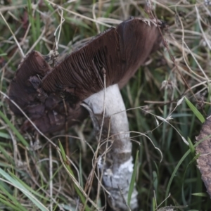 Agaricus sp. at Nanima, NSW - 1 May 2022