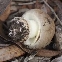 Amanita sp. at Nanima, NSW - 1 May 2022