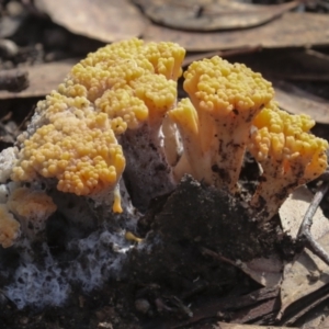 Ramaria sp. at Nanima, NSW - suppressed