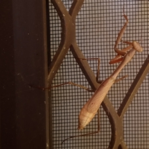 Archimantis sp. (genus) at Kambah, ACT - 2 May 2022