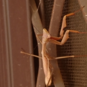 Archimantis sp. (genus) at Kambah, ACT - 2 May 2022