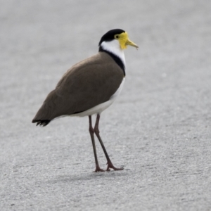 Vanellus miles at Molonglo Valley, ACT - 26 Apr 2022 01:34 PM