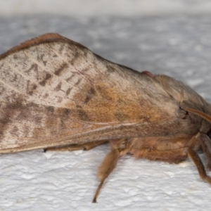 Oxycanus australis at Melba, ACT - 19 Apr 2022