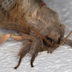 Oxycanus australis at Melba, ACT - 19 Apr 2022