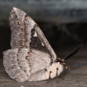 Chelepteryx collesi at Melba, ACT - 20 Apr 2022