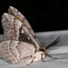 Chelepteryx collesi at Melba, ACT - 20 Apr 2022