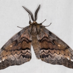 Chelepteryx collesi at Melba, ACT - 20 Apr 2022