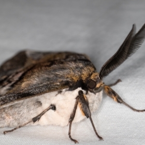 Chelepteryx collesi at Melba, ACT - 20 Apr 2022