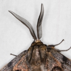 Chelepteryx collesi at Melba, ACT - 20 Apr 2022