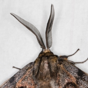 Chelepteryx collesi at Melba, ACT - 20 Apr 2022