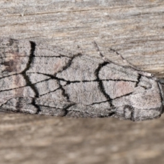 Stibaroma melanotoxa (Grey-caped Line-moth) at Melba, ACT - 20 Apr 2022 by kasiaaus
