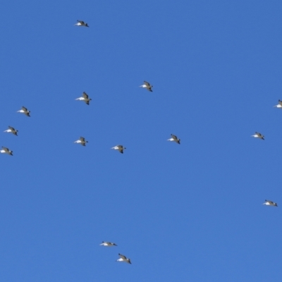 Pelecanus conspicillatus (Australian Pelican) at Fyshwick, ACT - 2 May 2022 by RodDeb