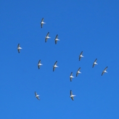 Pelecanus conspicillatus at Fyshwick, ACT - 2 May 2022 12:41 PM