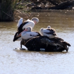 Pelecanus conspicillatus at Fyshwick, ACT - 2 May 2022 12:41 PM