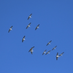 Pelecanus conspicillatus at Fyshwick, ACT - 2 May 2022