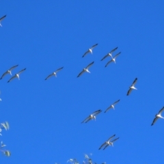 Pelecanus conspicillatus at Fyshwick, ACT - 2 May 2022