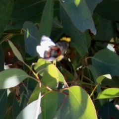 Delias nigrina (Black Jezebel) at Jerrabomberra Wetlands - 2 May 2022 by RodDeb