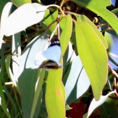 Delias nigrina at Fyshwick, ACT - 2 May 2022 12:44 PM