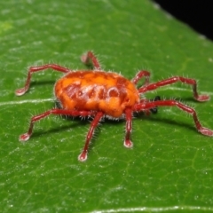 Trombidiidae (family) (Red velvet mite) at Tidbinbilla Nature Reserve - 1 Feb 2022 by TimL