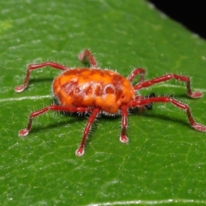 Trombidiidae (family) at Paddys River, ACT - 1 Feb 2022 12:51 PM