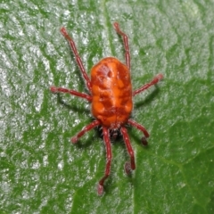 Trombidiidae (family) at Paddys River, ACT - 1 Feb 2022 12:51 PM