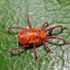 Trombidiidae (family) at Paddys River, ACT - 1 Feb 2022 12:51 PM