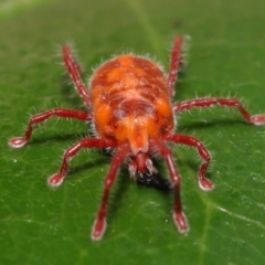 Trombidiidae (family) at Paddys River, ACT - 1 Feb 2022 12:51 PM