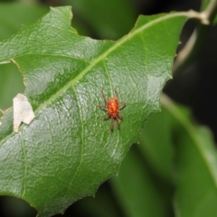 Trombidiidae (family) at Paddys River, ACT - 1 Feb 2022 12:51 PM