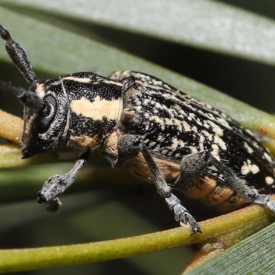 Ancita crocogaster (Longhorn or Longicorn beetle) at Acton, ACT - 5 Feb 2022 by TimL
