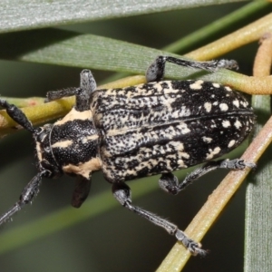 Ancita crocogaster at Acton, ACT - 6 Feb 2022