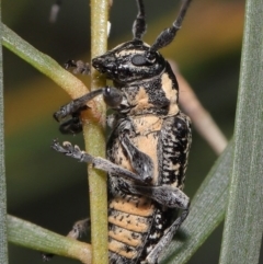 Ancita crocogaster at Acton, ACT - 6 Feb 2022