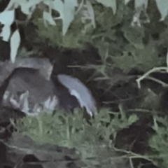 Petaurus notatus (Krefft’s Glider, Sugar Glider) at Greenleigh, NSW - 3 May 2022 by magturn