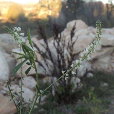 Melilotus albus (Bokhara) at Point Hut to Tharwa - 2 May 2022 by MichaelBedingfield