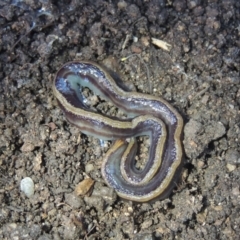 Caenoplana bicolor (Two-tone Planarian) at Conder, ACT - 16 Apr 2022 by MichaelBedingfield