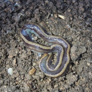 Caenoplana bicolor at Conder, ACT - 16 Apr 2022