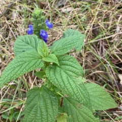Salvia hispanica (Chia) at Spence, ACT - 27 Apr 2022 by Rosie