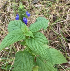 Salvia hispanica at Spence, ACT - 27 Apr 2022