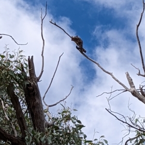 Petaurus notatus at Aranda, ACT - 10 Mar 2022