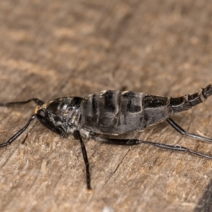 Boreoides subulatus at Melba, ACT - 22 Apr 2022 11:46 PM