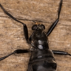 Boreoides subulatus at Melba, ACT - 22 Apr 2022 11:46 PM